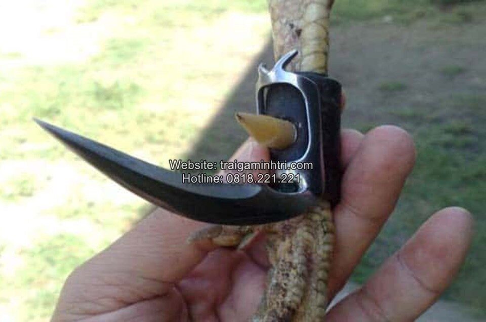 Nội dung luật chơi đá gà cựa dao 789Club