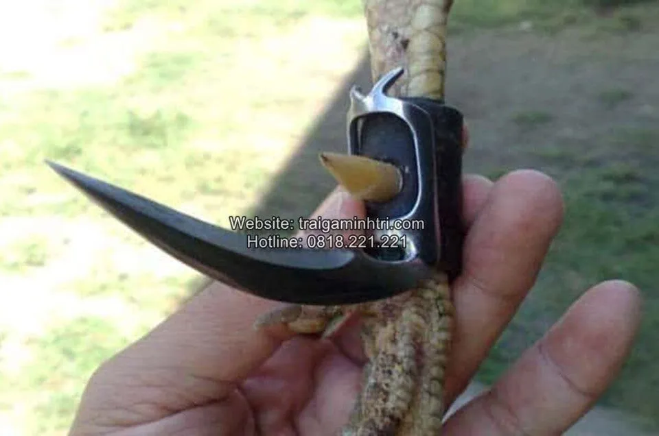 đá gà cựa dao 789Club