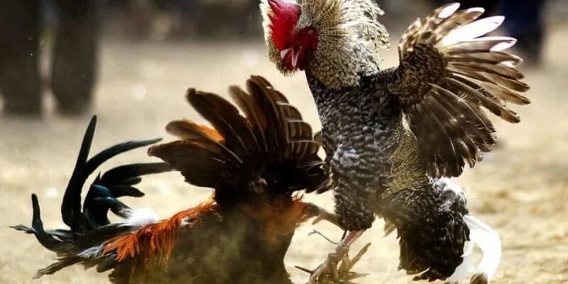 đá gà cựa sắt 789Club