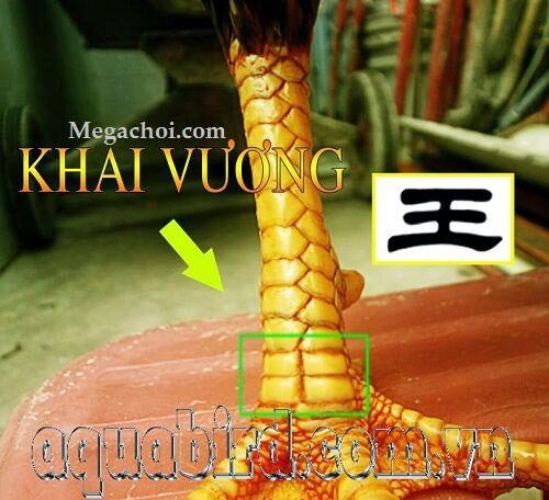 Các loại vảy gà chọi thần kê quý hiếm