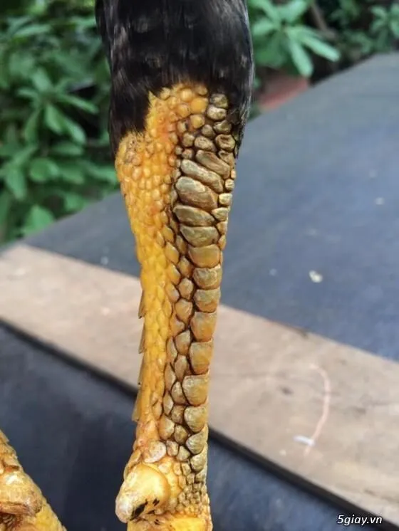 gà chọi vảy rồng