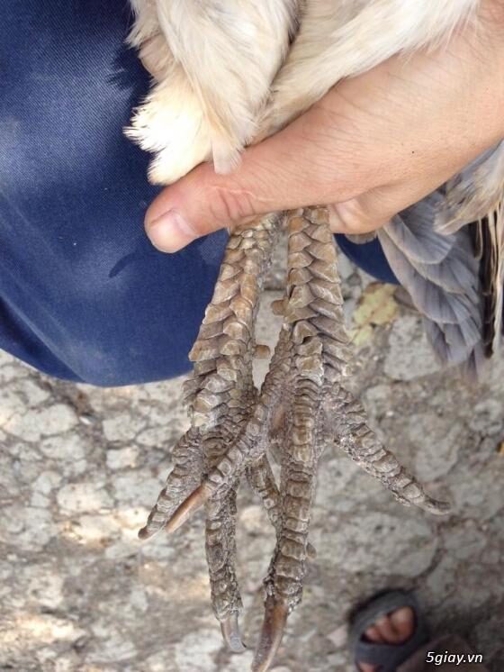 Đặc điểm của gà chọi vảy rồng